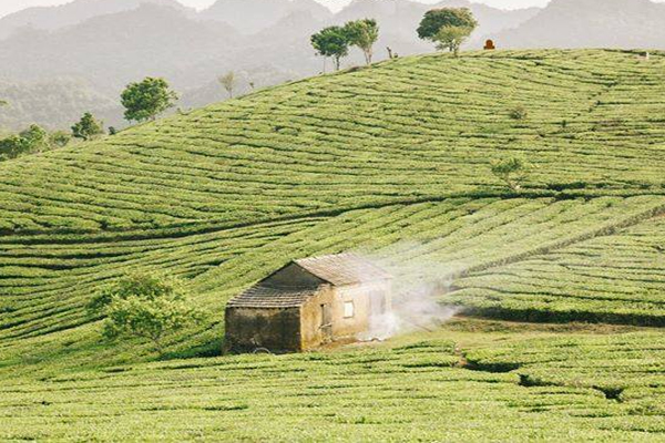 tour-du-lịch-mộc-châu-giá-rẻ